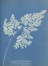 Adiantum cuneatum; Anna Atkins, British, 1799 - 1871, England; 1853; Cyanotype; 25.4 × 19.4 cm 10 × 7 5,8 in