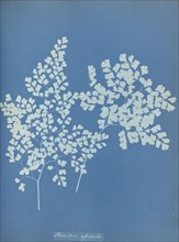 Adiantum assimile; Anna Atkins, British, 1799 - 1871, England; 1853; Cyanotype; 25.4 × 19.4 cm 10 × 7 5,8 in