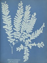 Adiantum pedatum, N. America; Anna Atkins, British, 1799 - 1871, England; 1853; Cyanotype; 25.4 × 19.4 cm 10 × 7 5,8 in