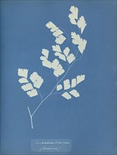 Adiantum tenerum, Jamaica; Anna Atkins, British, 1799 - 1871, England; 1853; Cyanotype; 25.4 × 19.4 cm 10 × 7 5,8 in