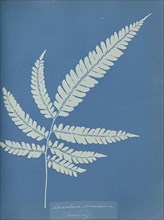 Adiantum serrulatum, Jamaica; Anna Atkins, British, 1799 - 1871, England; 1853; Cyanotype; 25.4 × 19.4 cm 10 × 7 5,8 in
