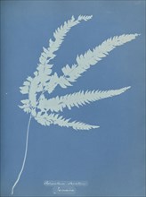 Adiantum striatum, Jamaica; Anna Atkins, British, 1799 - 1871, England; 1853; Cyanotype; 25.4 × 19.4 cm 10 × 7 5,8 in