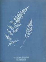 Cheilanthes microphylla, N. America; Anna Atkins, British, 1799 - 1871, England; 1853; Cyanotype; 25.4 × 19.4 cm 10 × 7 5,8 in