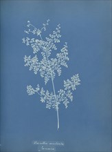 Davallia aeuleata, Jamaica; Anna Atkins, British, 1799 - 1871, England; 1853; Cyanotype; 25.4 × 19.4 cm 10 × 7 5,8 in