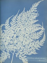 Aspidium denticulatum, Jamaica; Anna Atkins, British, 1799 - 1871, England; 1853; Cyanotype; 25.4 × 19.4 cm 10 × 7 5,8 in
