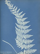 Aspidium bulbiferum, Montreal; Anna Atkins, British, 1799 - 1871, England; 1853; Cyanotype; 25.4 × 19.4 cm 10 × 7 5,8 in