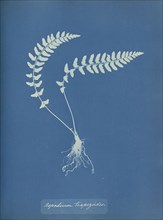 Aspidium trapezoides; Anna Atkins, British, 1799 - 1871, England; 1853; Cyanotype; 25.4 × 19.4 cm 10 × 7 5,8 in