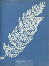 Aspidium, Jamaica; Anna Atkins, British, 1799 - 1871, England; 1853; Cyanotype; 25.4 × 19.4 cm 10 × 7 5,8 in