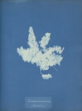 Trichomones crinitum, Jamaica; Anna Atkins, British, 1799 - 1871, England; 1853; Cyanotype; 25.4 × 19.4 cm 10 × 7 5,8 in