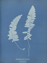 Trichomanes crispum, Jamaica; Anna Atkins, British, 1799 - 1871, England; 1853; Cyanotype; 25.4 × 19.4 cm 10 × 7 5,8 in