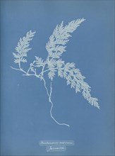 Trichomanes radicans, Jamaica; Anna Atkins, British, 1799 - 1871, England; 1853; Cyanotype; 25.4 × 19.4 cm 10 × 7 5,8 in