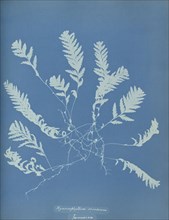 Hymenophyllum sericeum, Jamaica; Anna Atkins, British, 1799 - 1871, England; 1853; Cyanotype; 25.4 × 19.4 cm 10 × 7 5,8 in