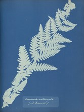 Osmunda interrupta, N. America; Anna Atkins, British, 1799 - 1871, England; 1853; Cyanotype; 25.4 × 19.4 cm 10 × 7 5,8 in