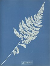 Jamaica; Anna Atkins, British, 1799 - 1871, England; 1853; Cyanotype; 25.4 × 19.4 cm 10 × 7 5,8 in