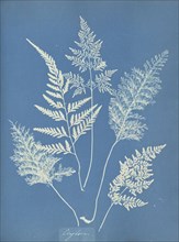 Ceylon, Sri Lanka, Anna Atkins, British, 1799 - 1871, England; 1853; Cyanotype; 25.4 × 19.4 cm 10 × 7 5,8 in