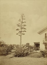 Century Plant, San Gabriel, Cal; Carleton Watkins, American, 1829 - 1916, San Gabriel, California, United States; about 1880