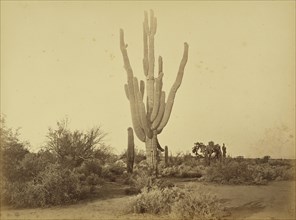 Cereus Gigantus, S.P.R.R., Arizona; Carleton Watkins, American, 1829 - 1916, Arizona, United States; about 1880; Albumen silver