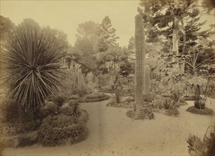 Monterey, California. Arizona Garden, Hotel Del Monte; Carleton Watkins, American, 1829 - 1916, Monterey, California, United
