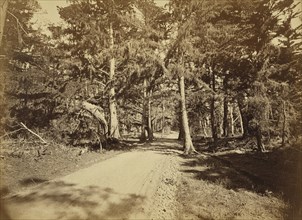 Monterey, California. Moss Avenue, 18 Mile Drive; Carleton Watkins, American, 1829 - 1916, Monterey, California, United States