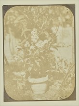 Potted Plant in a Garden; Hippolyte Bayard, French, 1801 - 1887, June 1849; Salted paper print; 16.2 x 12.2 cm