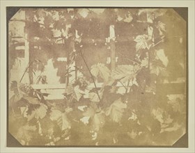 Leaves on a Trellis; Hippolyte Bayard, French, 1801 - 1887, about 1847; Salted paper print; 12.7 x 16.5 cm, 5 x 6 1,2 in