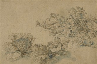 Studies of a Marrow Plant and Cabbages; Abraham Bloemaert, Dutch, 1564 - 1651, about 1605 - 1614; Pen and brown ink, blue wash