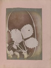 Plant Branch with Leaves and Flowers; British, active India about 1843; India; 1843 - 1845; Photogenic drawing; 17.3 x 12.2 cm