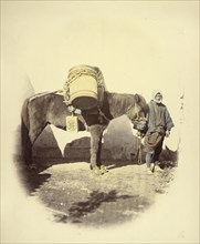Pack Pony; Felice Beato, 1832 - 1909, Japan; 1866 - 1867; Hand-colored Albumen silver print
