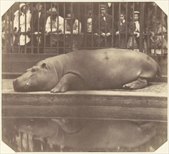 The Hippopotamus at the Zoological Gardens, Regent's Park; Count de Montizon, Spanish, 1822 - 1887, 1852; Salted paper print