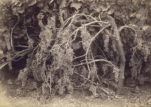 Thompson's Seedless Grapes; Carleton Watkins, American, 1829 - 1916, California, Kern, United States; 1880; Albumen silver