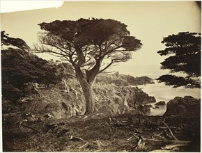 Cypress Point, Monterey; Carleton Watkins, American, 1829 - 1916, United States; about 1880s; Albumen silver print