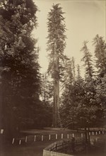 Giant Redwood, Santa Cruz; Carleton Watkins, American, 1829 - 1916, Santa Cruz, California, United States; 1880s; Albumen