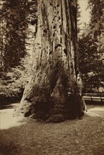 Redwood Tree, Santa Cruz, California; Carleton Watkins, American, 1829 - 1916, Santa Cruz, California, United States; 1880s