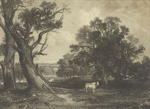 Pastoral Scene with Cows and Bulls; British; England; 1843 - 1845; Engraving; 11.7 x 16.8 cm, 4 5,8 x 6 5,8 in