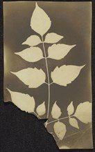 Branch with Leaves; British, active India about 1843; India; 1843 - 1845; Photogenic drawing; 19.1 x 11.3 cm, 7 1,2 x 4 7,16 in