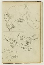 Various Studies of Lion Leg, Paws and Head; Théodore Géricault, French, 1791 - 1824, 1812 - 1814; Graphite; 15.2 x 10.6 cm