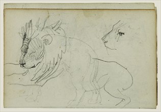 Lion Studies; Théodore Géricault, French, 1791 - 1824, 1812 - 1814; Graphite; 15.2 x 10.6 cm, 6 x 4 3,16 in