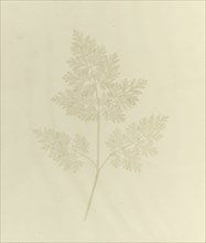 Leaf of a Plant; William Henry Fox Talbot, English, 1800 - 1877, Reading, England; before February 14, 1844; Salted paper print