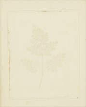 Leaf of a Plant; William Henry Fox Talbot, English, 1800 - 1877, Reading, England; 1844; Salted paper print from a paper