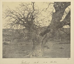 Valonea Oak, B.H. Renkioi; John Kirk, Scottish, 1832 - 1922, Renkioi, Turkey; 1855 - 1856; Albumen silver print