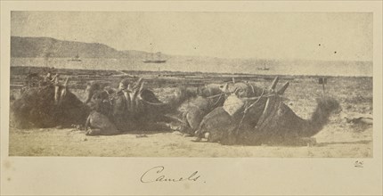 Camels; John Kirk, Scottish, 1832 - 1922, Turkey; 1855 - 1856; Albumen silver print