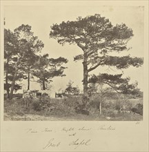 Pine Trees, Heights above Renkioi with Greek Chapel; John Kirk, Scottish, 1832 - 1922, Renkioi, Turkey; 1856; Albumen silver