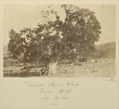 Palamoud ahagi or Valonea, Quercus aegilops. B.H. Renkioi; John Kirk, Scottish, 1832 - 1922, Renkioi, Turkey; 1855; Albumen