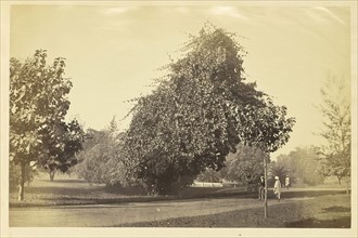 Park with Unpaved Road and Trees, India; India; about 1863 - 1887; Albumen silver print