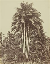 Popunha; Albert Frisch, German, 1840 - 1918, Brazil; about 1867; Albumen silver print