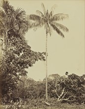 Le Palmier Assai; Albert Frisch, German, 1840 - 1918, Brazil; about 1867; Albumen silver print