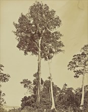 Muera Tinca; Albert Frisch, German, 1840 - 1918, Brazil; about 1867; Albumen silver print