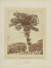 Tinambucca; Albert Frisch, German, 1840 - 1918, Brazil; about 1867; Albumen silver print