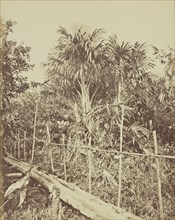 Carana-i; Albert Frisch, German, 1840 - 1918, Manaus, Brazil; about 1867; Albumen silver print