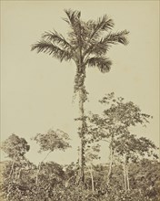Palmiers Tucumans; Albert Frisch, German, 1840 - 1918, Brazil; about 1867; Albumen silver print